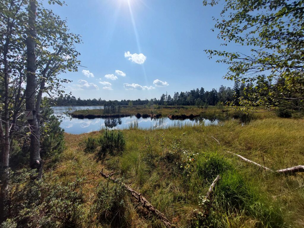 Hochmoor bei Kaltenbronn